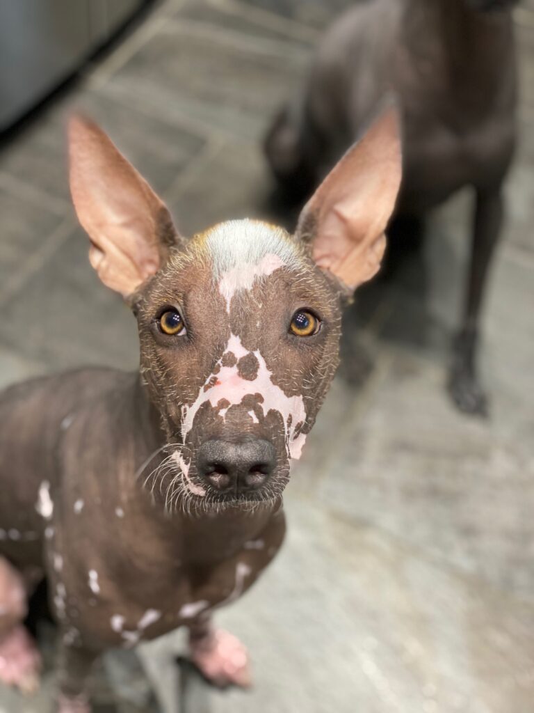 Bild zeigt Xoloitzcuintle mexikanischer Nackthund