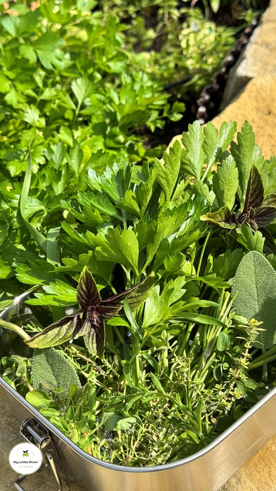 Frisch gesammelte sonnenverwöhnte Kräuter aus dem Garten